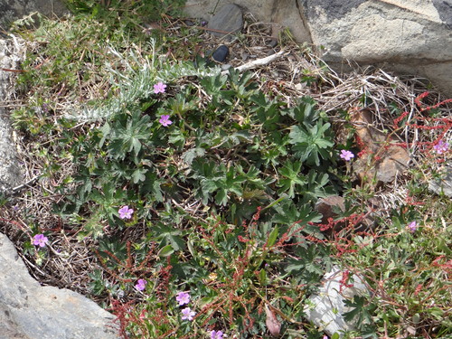 Geranium magellanicum (Geranium magellanicum)