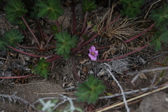 Geranium magellanicum (Geranium magellanicum)