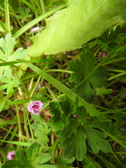 Geranium magellanicum (Geranium magellanicum)