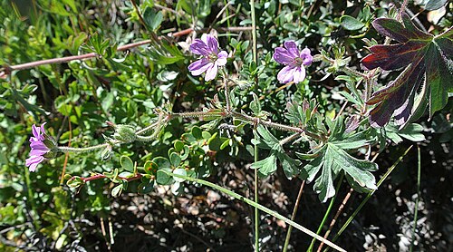 Geranium magellanicum: A species of southern Chile and Argentina.