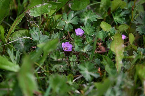 Geranium magellanicum (Geranium magellanicum)