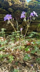 Geranium malviflorum (Geranium malviflorum)