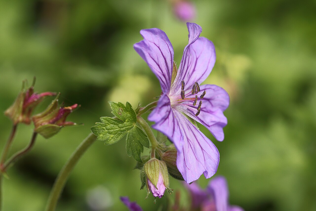 Geranium malviflorum: Geranium malviflorum . Blooms in early spring. Then dies off above ground.