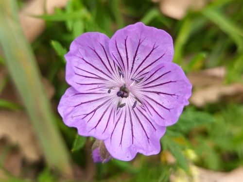 Geranium malviflorum (Geranium malviflorum)