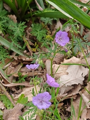 Geranium malviflorum (Geranium malviflorum)