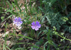Geranium malviflorum (Geranium malviflorum)