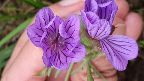 Geranium malviflorum (Geranium malviflorum)