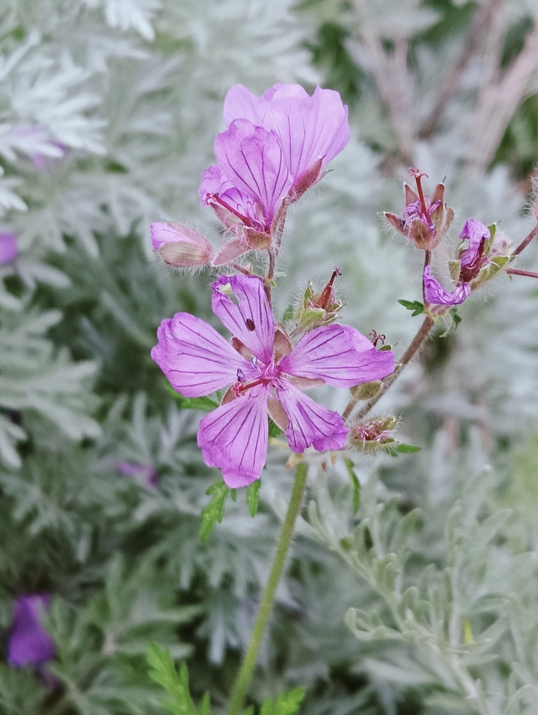 Geranium malviflorum (Geranium malviflorum)