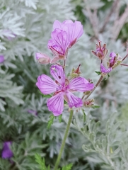 Geranium malviflorum (Geranium malviflorum)