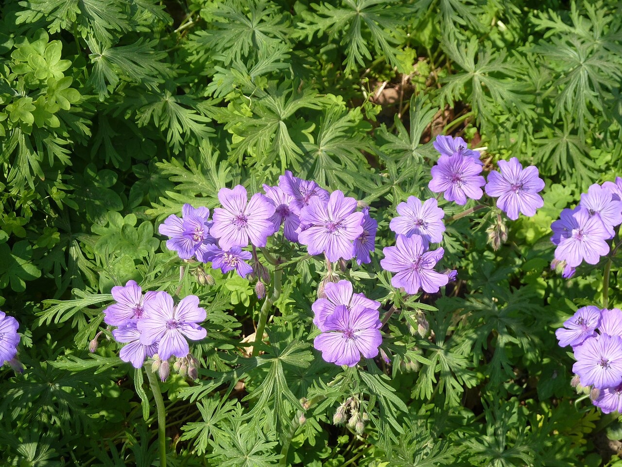 Geranium malviflorum: Although the tuberosum types are adapted to dry conditions they are quite adaptable and seem fine in heavy soil and dry semi shade.