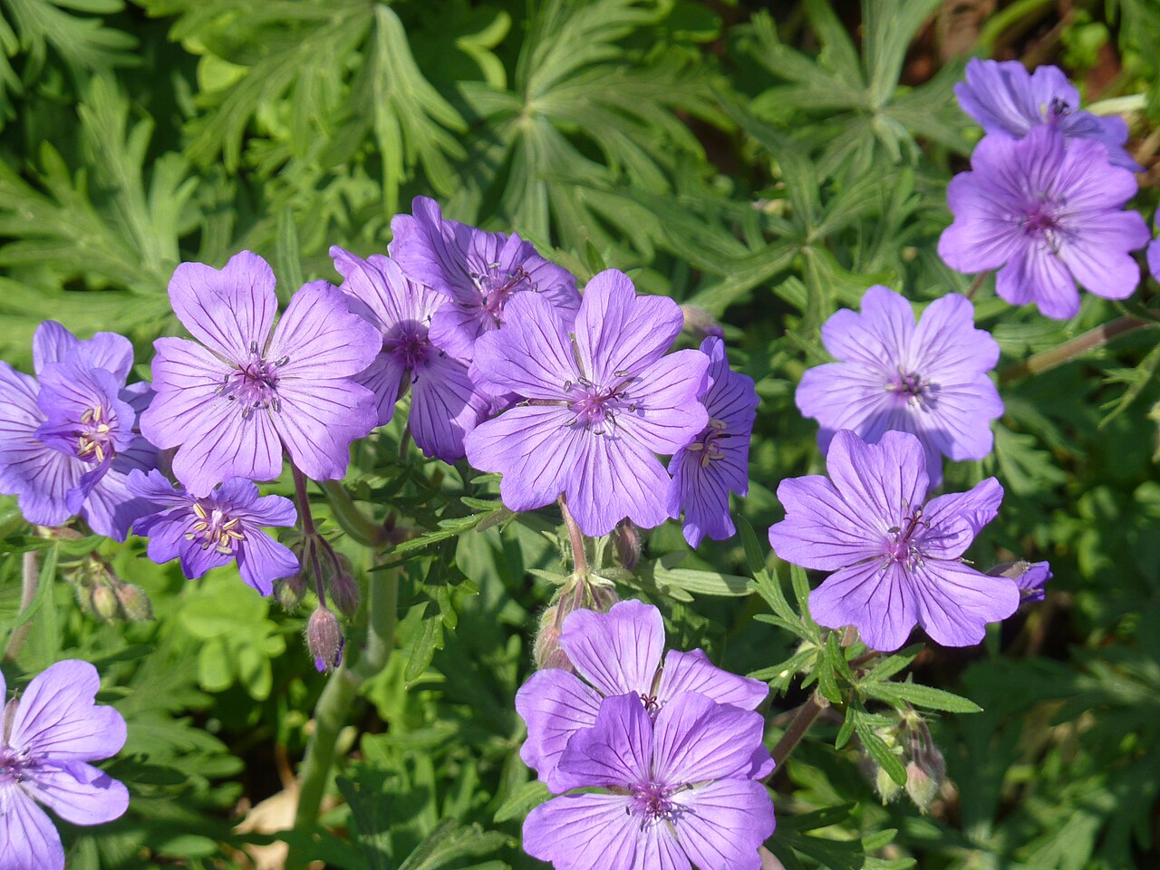 Geranium malviflorum: A terrific species closely related to tuberosum. Both are Mediterranean winter-green species that spend the summer as dormant tubers and flower relatively early