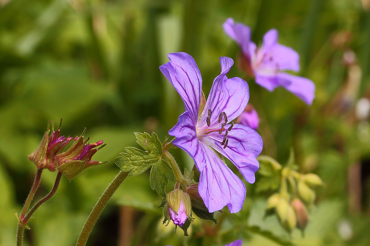 Geranium malviflorum: Geranium malviflorum . Blooms in early spring. Then dies off above ground.