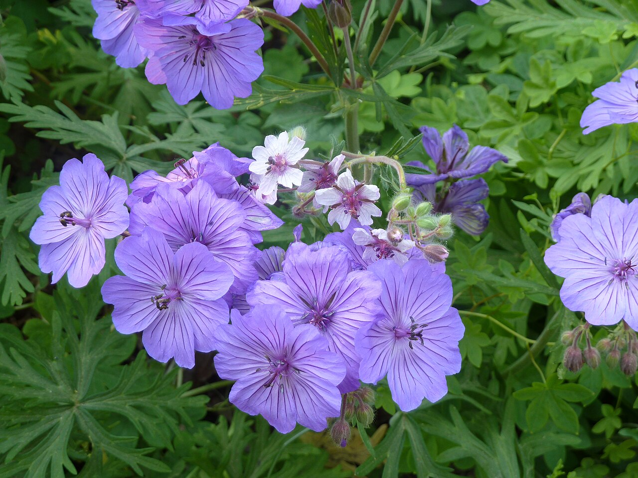 Geranium malviflorum: Just to show the difference in size. The malviflorum are the big mauve ones.