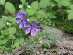 Geranium malviflorum (Geranium malviflorum)