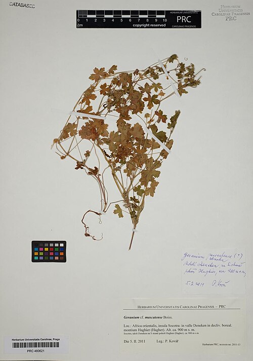 Geranium mascatense: Geranium mascatense — Herbarium specimen from Loc., Africa orientalis, insula Socotra, in valle Deneken in decliv. boreal. montum Haghier (Hagher). Alt. ca. 900
