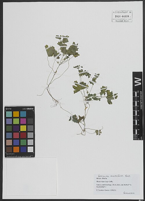 Geranium mascatense: Geranium mascatense — Herbarium specimen from Dhofar, Shaat. Rass Sajir Cliffs, 16,763547 N, 53,602058 E, Oman. Collected by Escobar García,P. 1193/15 (2015-09-