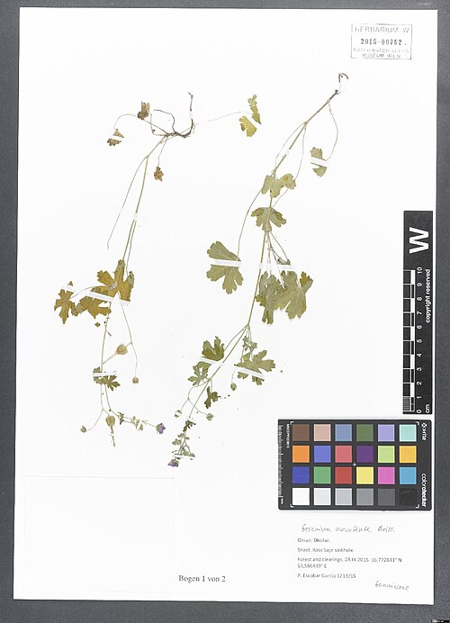 Geranium mascatense: Geranium mascatense — Herbarium specimen from Dhofar, Shaat. Rass Sajir sinkhole, 16,772841 N, 53,586449 E, Oman. Collected by Escobar García,P. 1213/15 (2015-0