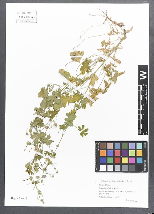 Geranium mascatense: Geranium mascatense — Herbarium specimen from Dhofar, Shaat. Rass Sajir sinkhole, 16,772841 N, 53,586449 E, Oman. Collected by Escobar García,P. 1213/15 (2015-0
