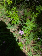 Geranium maximowiczii (Geranium maximowiczii)
