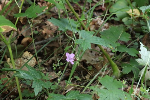 Geranium maximowiczii (Geranium maximowiczii)