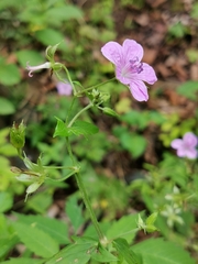 Geranium maximowiczii (Geranium maximowiczii)