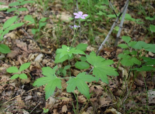 Geranium maximowiczii (Geranium maximowiczii)