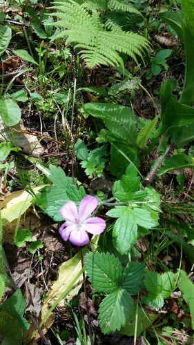 Geranium maximowiczii (Geranium maximowiczii)