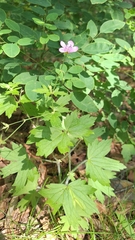 Geranium maximowiczii (Geranium maximowiczii)