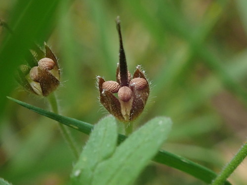 Dovefoot geranium (Geranium molle)