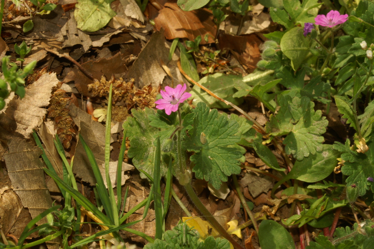 Dovefoot geranium: Mehka krvomočnica v Trnovem.