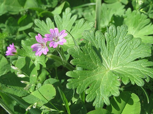Dovefoot geranium: Weicher Storchschnabel (Geranium molle) am Tierfriedhof Saarbrücken - der südliche Teil liegt im Landschaftsschutzgebiet „Drahtzugweiher und das Habsterwiesenta