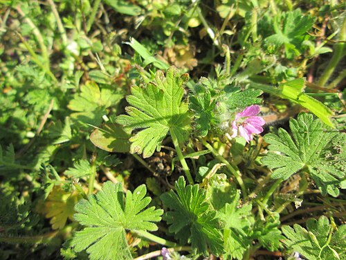 Dovefoot geranium: Weicher Storchschnabel ( Geranium molle ) in Hockenheim
