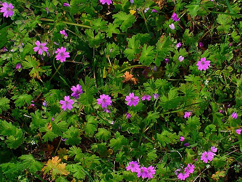 Dovefoot geranium: Geranium molle , Geraniaceae, Dovesfoot Cranesbill, Dovefoot Geranium, Awnless Geranium, habitus; Karlsruhe, Germany.