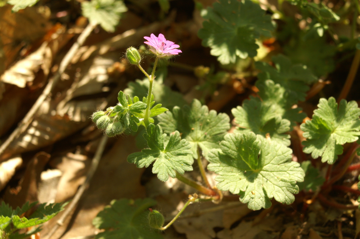 Dovefoot geranium: Mehka krvomočnica v Trnovem.