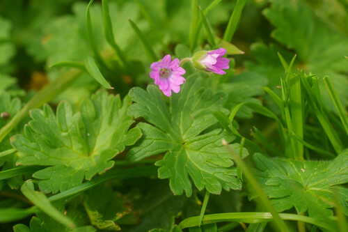 Dovefoot geranium (Geranium molle)