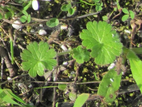 Dovefoot geranium (Geranium molle)