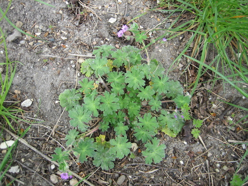 Dovefoot geranium (Geranium molle)