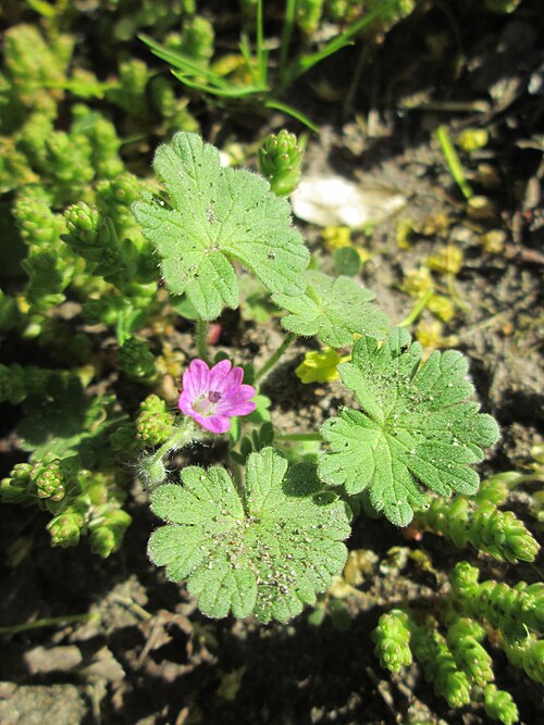 Dovefoot geranium: Weicher Storchschnabel ( Geranium molle ) in Hockenheim