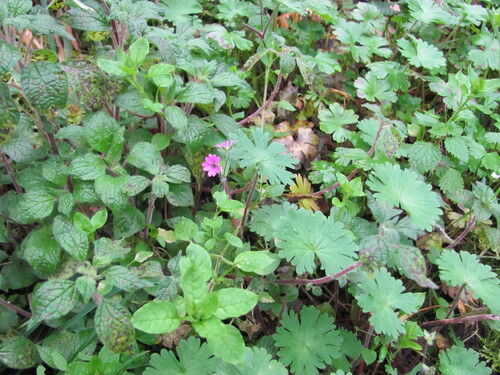 Dovefoot geranium (Geranium molle)