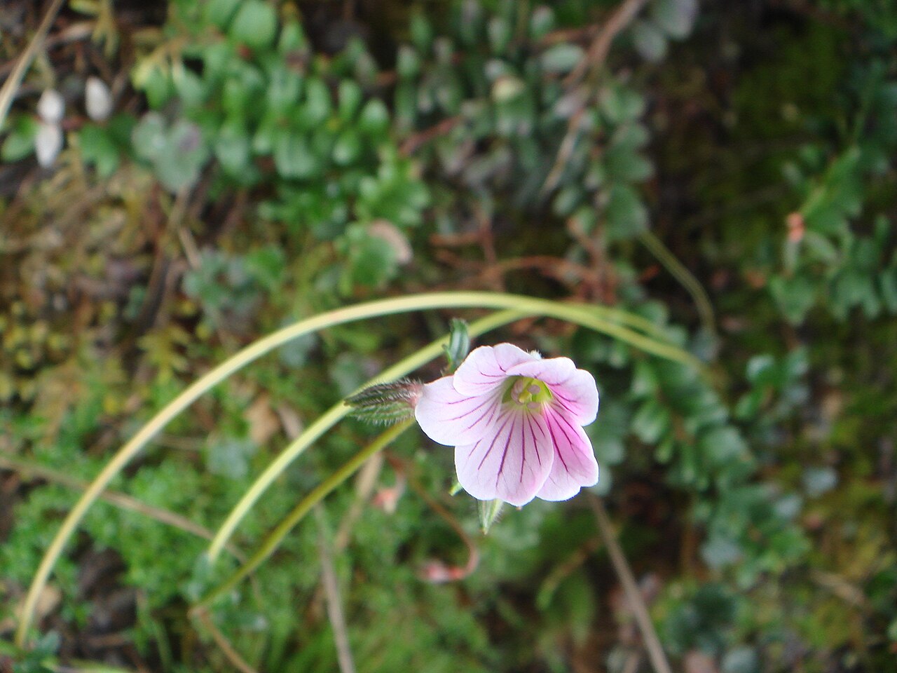Geranium multiceps: Geranio ( Geranium multiceps ) Páramo de Guasca, Cundinamarca, Colombia.