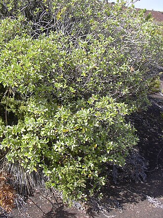 Manyflower geranium: Geranium multiflorum (habit). Location: Maui, Puu Kauaua Haleakala National Park