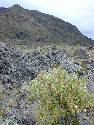 Manyflower geranium: Geranium multiflorum (habit). Location: Maui, Haleakala crater