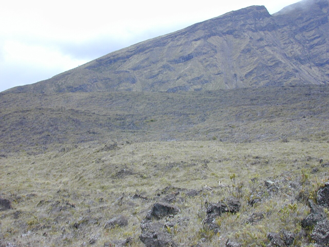 Manyflower geranium: Geranium multiflorum (habitat). Location: Maui, Haleakala crater