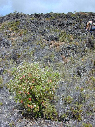 Manyflower geranium: Geranium multiflorum (habit). Location: Maui, Haleakala crater