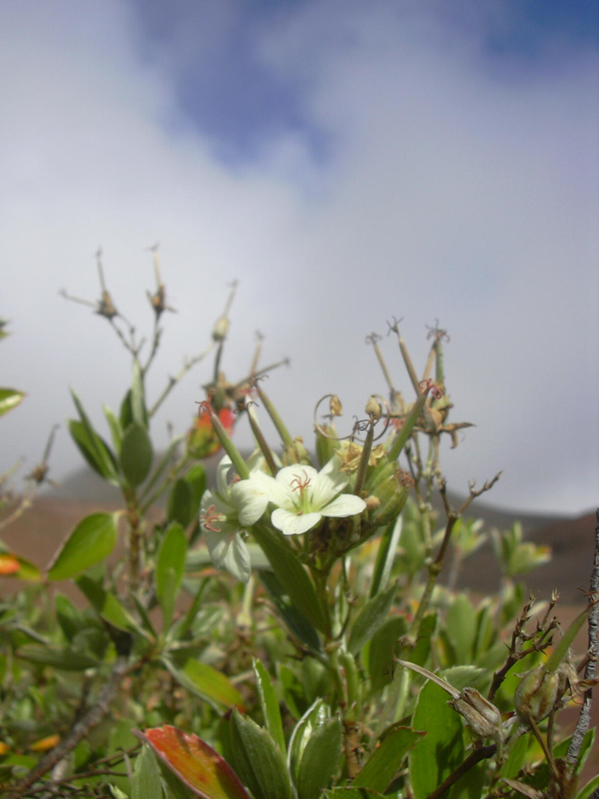 Manyflower geranium: Geranium multiflorum (flowers). Location: Maui, Puu Kauaua Haleakala National Park