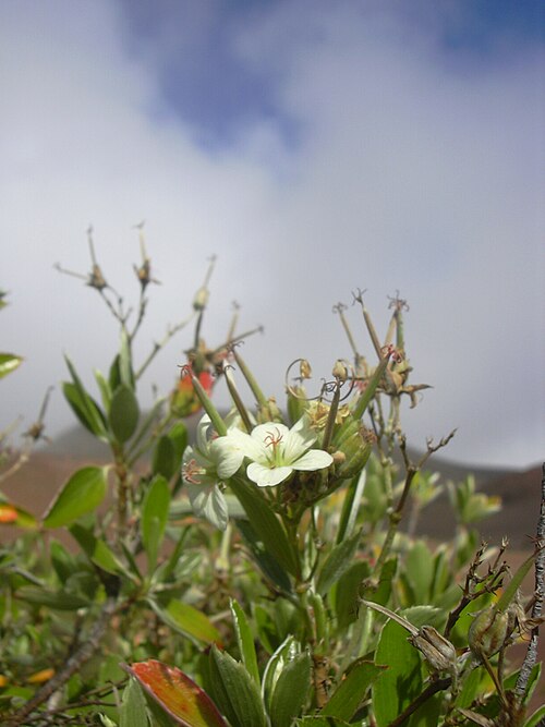 Manyflower geranium: Geranium multiflorum (flowers). Location: Maui, Puu Kauaua Haleakala National Park