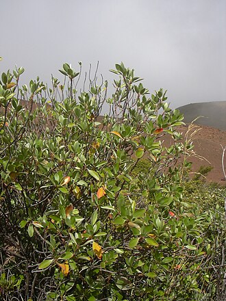 Manyflower geranium: Geranium multiflorum (habit). Location: Maui, Puu Kauaua Haleakala National Park