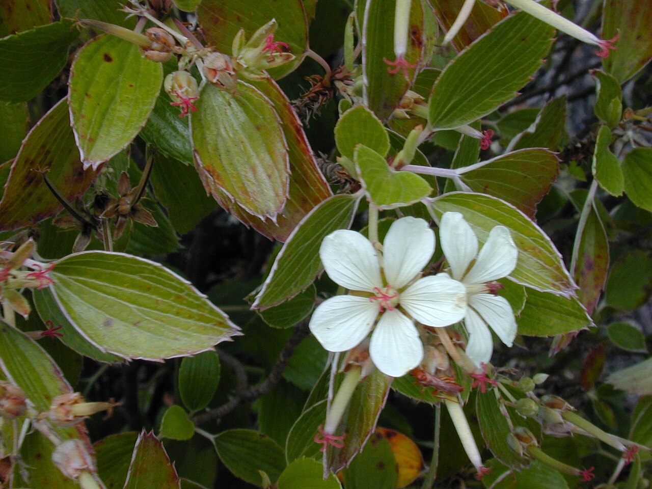 Manyflower geranium: Geranium multiflorum (flower). Location: Maui, Haleakala crater