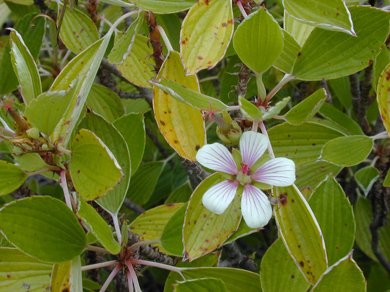 Manyflower geranium: Geranium multiflorum (flower). Location: Maui, Haleakala crater