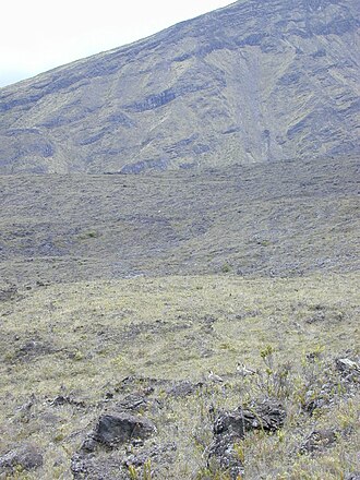 Manyflower geranium: Geranium multiflorum (with nene). Location: Maui, Holua Haleakala National Park